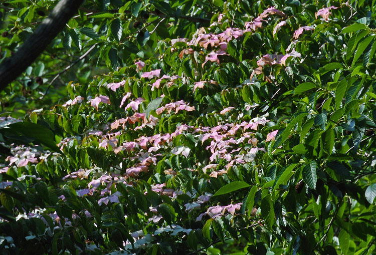 ヤマボウシ ピンクの花 表紙