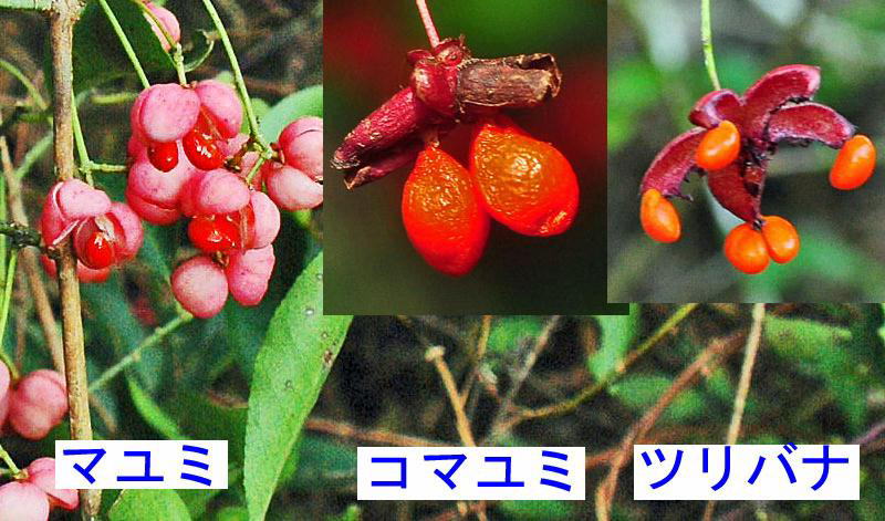 マユミ コマユミ ツリバナの花と果実の比較